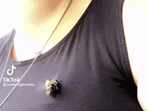 第一次近距离看蜂片，怪紧张的