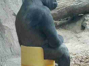 女生骑摩托载男生，会很奇怪吗？