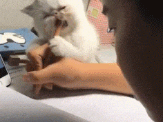 猫猫教你：好记性不如烂笔头